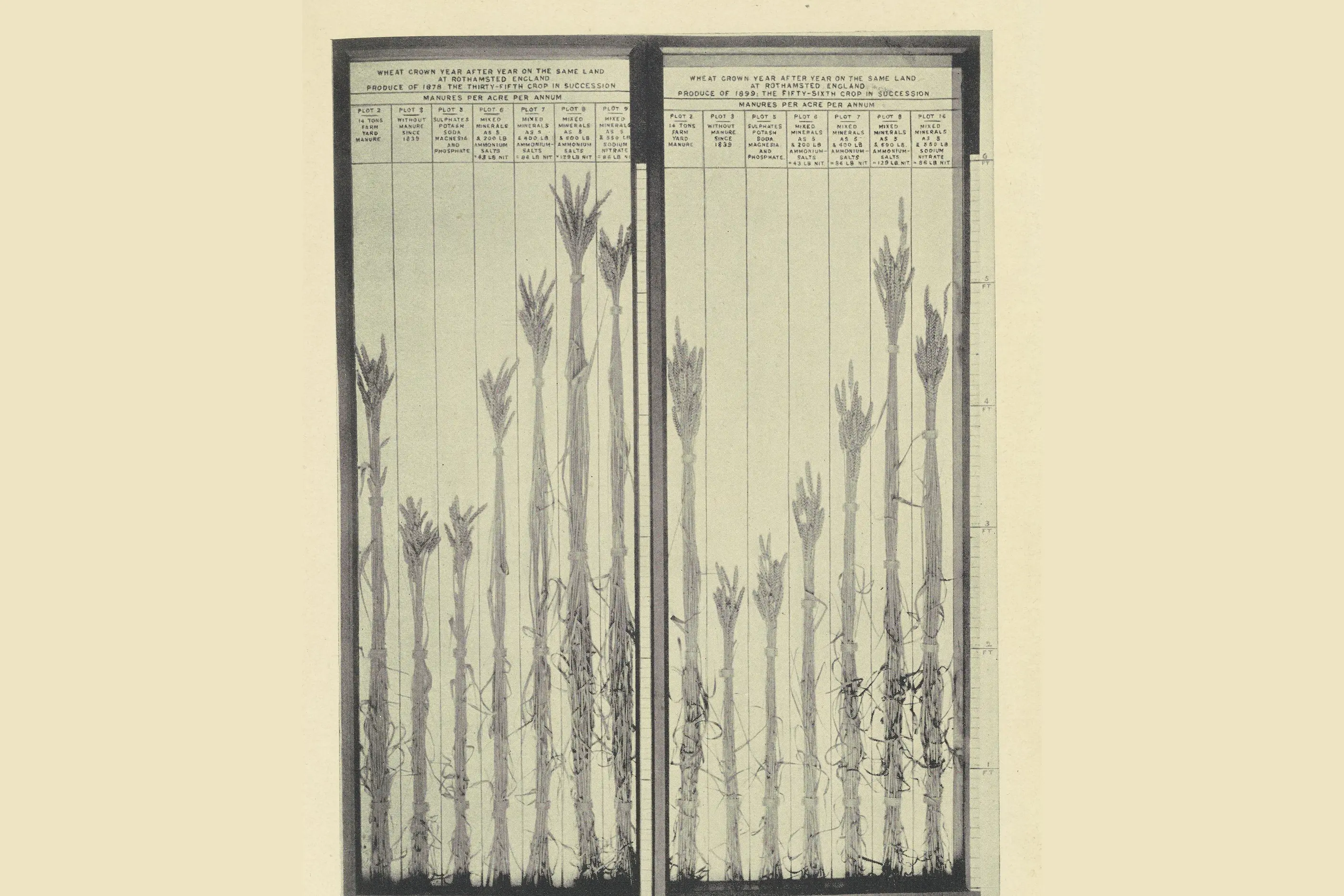 Two panels of wheat sheaves from Rothamsted plots, each plot's stalk labelled by treatment, heights varying with the manure used