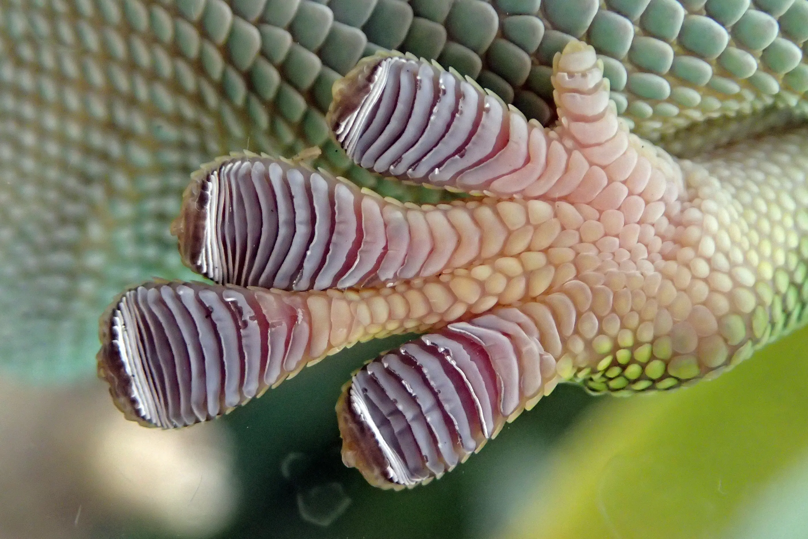 Macro view of a gecko's foot showing the ridged toe pads used for dry adhesion