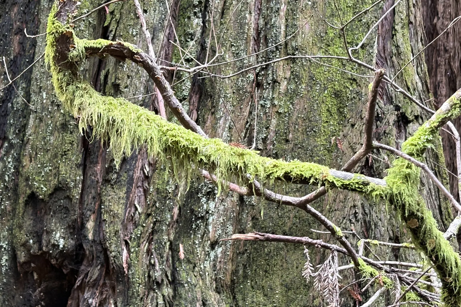 Moss covered branch draped across the deeply furrowed bark of an old growth tree