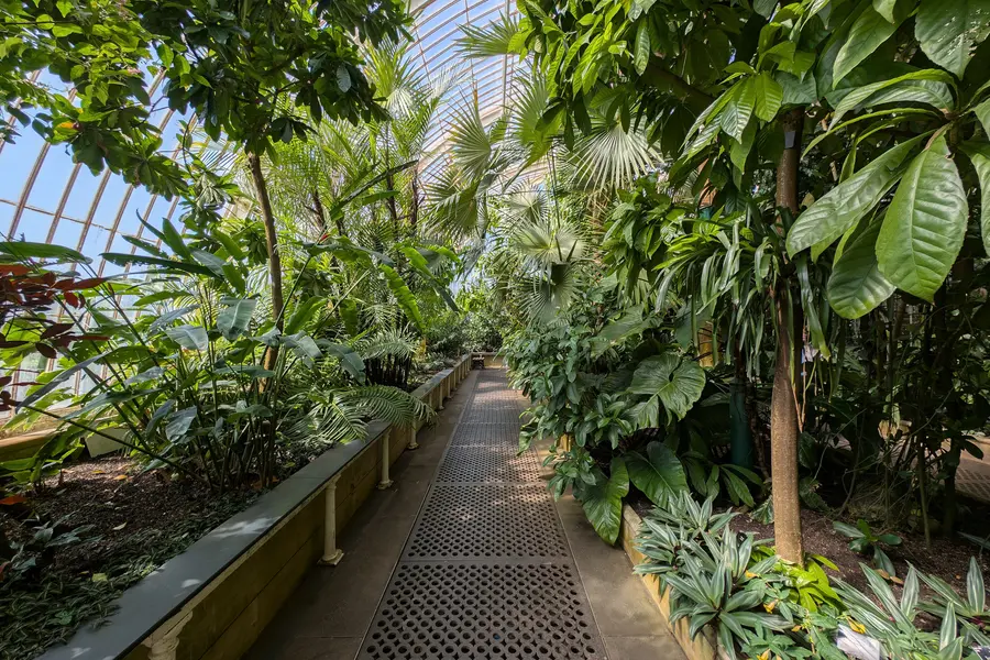 Sunlit glasshouse walkway lined with dense tropical palms and broad leaved plants
