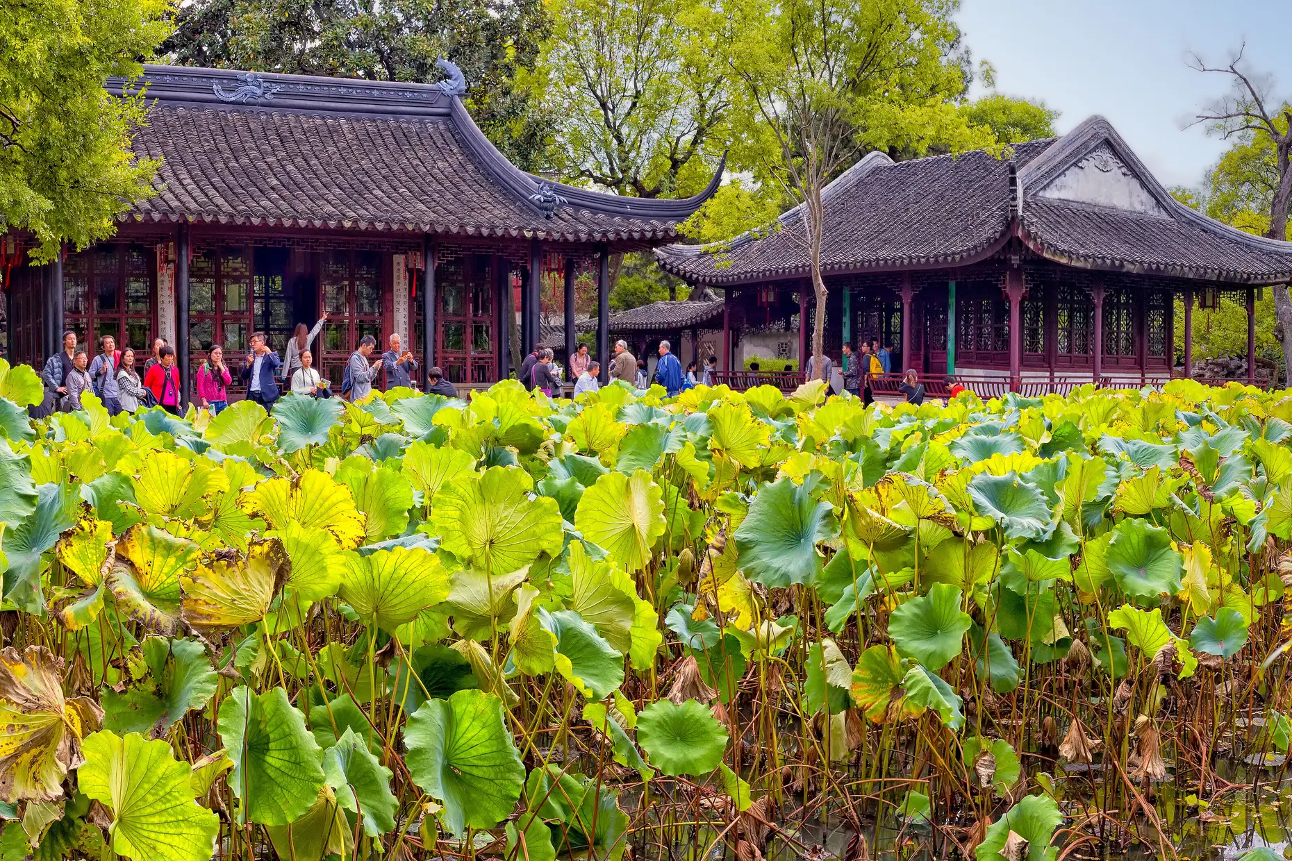 Dark-roofed pavilions with upturned eaves behind a pond crowded with lotus leaves