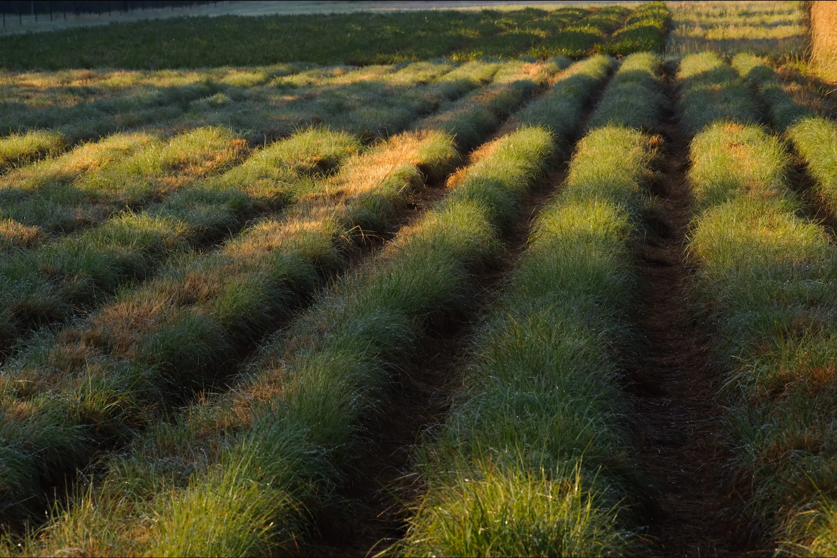 Long parallel rows of native grass test plots glowing in low evening light, bare soil between each row