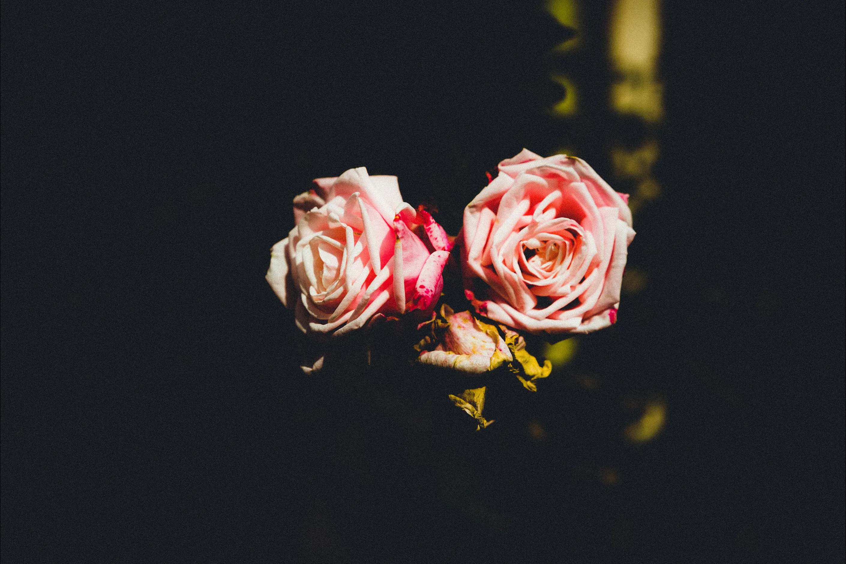 Two soft pink roses glowing against a deep black background