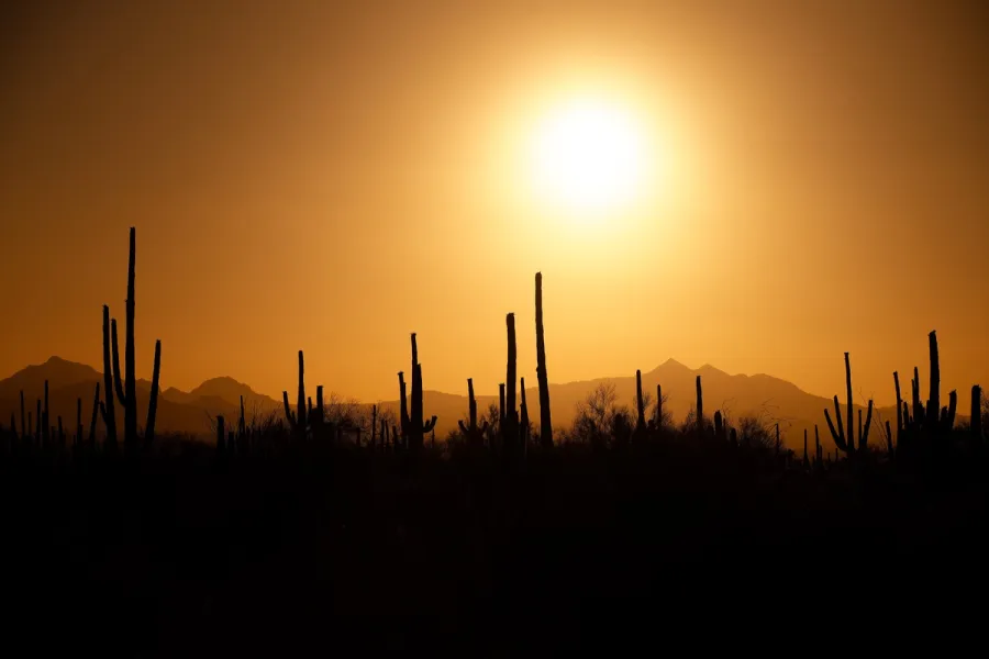 Silhouetted saguaro cacti against a glowing orange and purple Arizona desert sunset